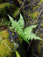 صورة Dryopteris filix-mas subsp. brittonii Fraser-Jenk. & Widén