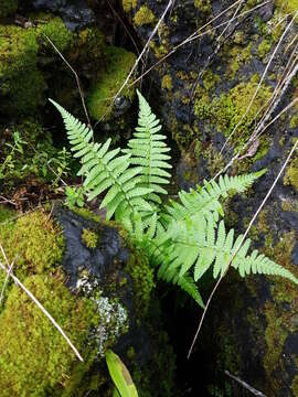 Dryopteris filix-mas subsp. brittonii Fraser-Jenk. & Widén的圖片