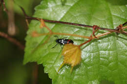 Image of Callitettix versicolor (Fabricius 1794)