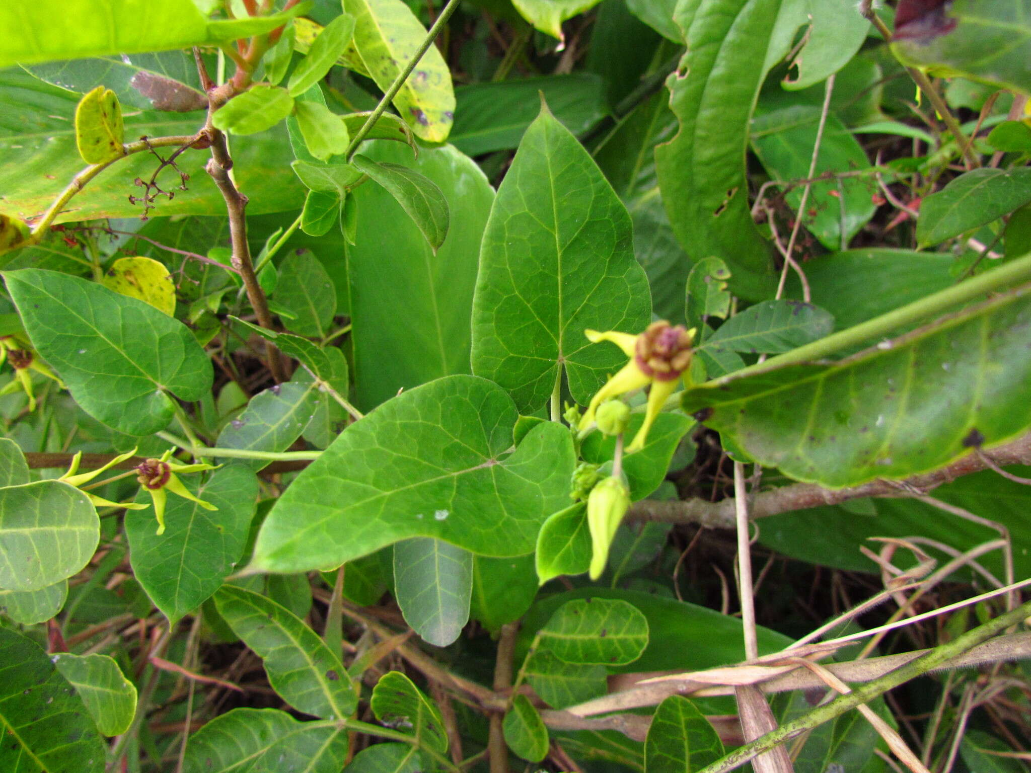 Image of Oxypetalum banksii Schult.