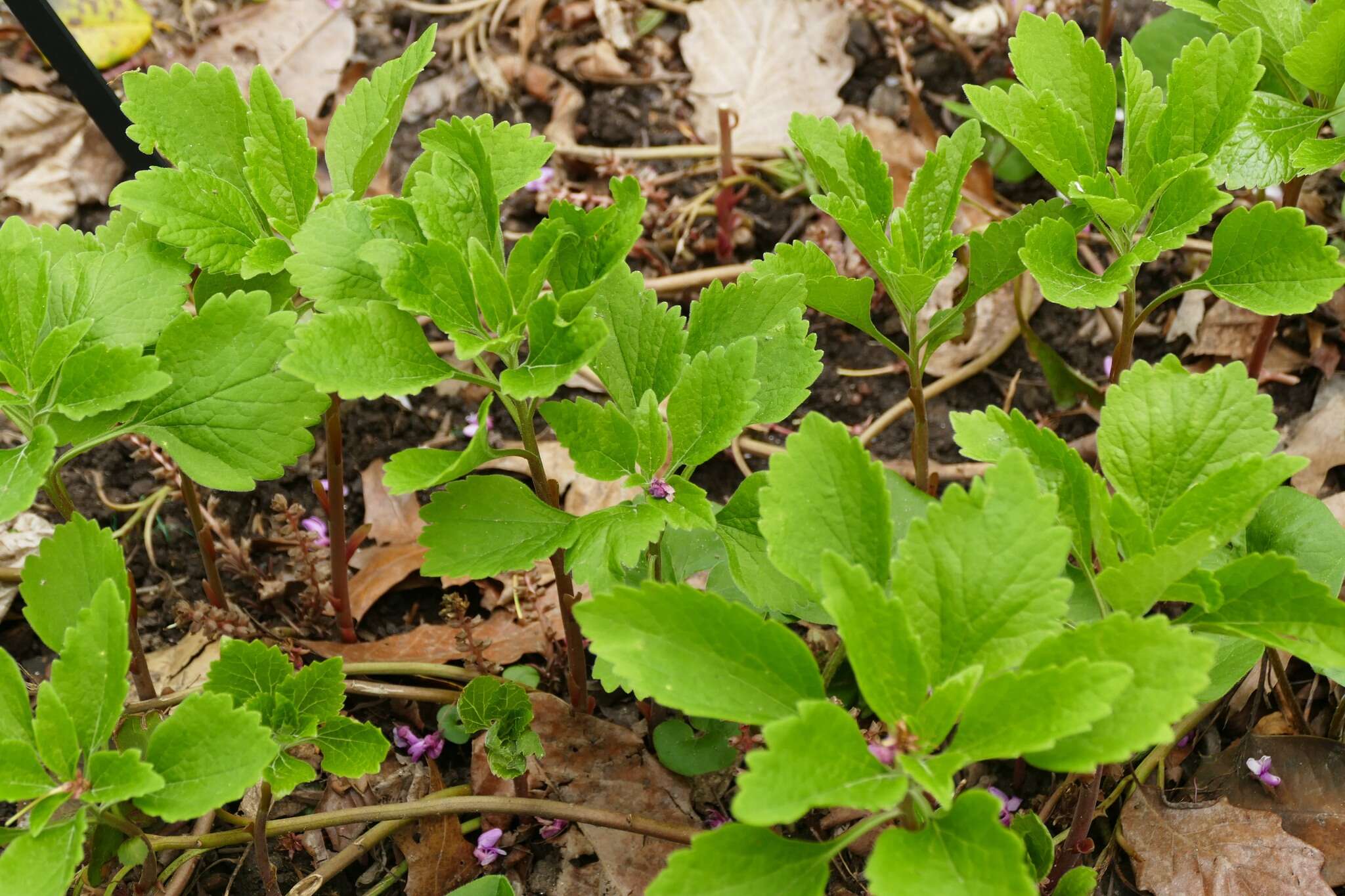 Image of Allegheny-spurge