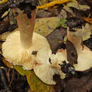 Image of Russula subrubens (J. E. Lange) Bon 1972