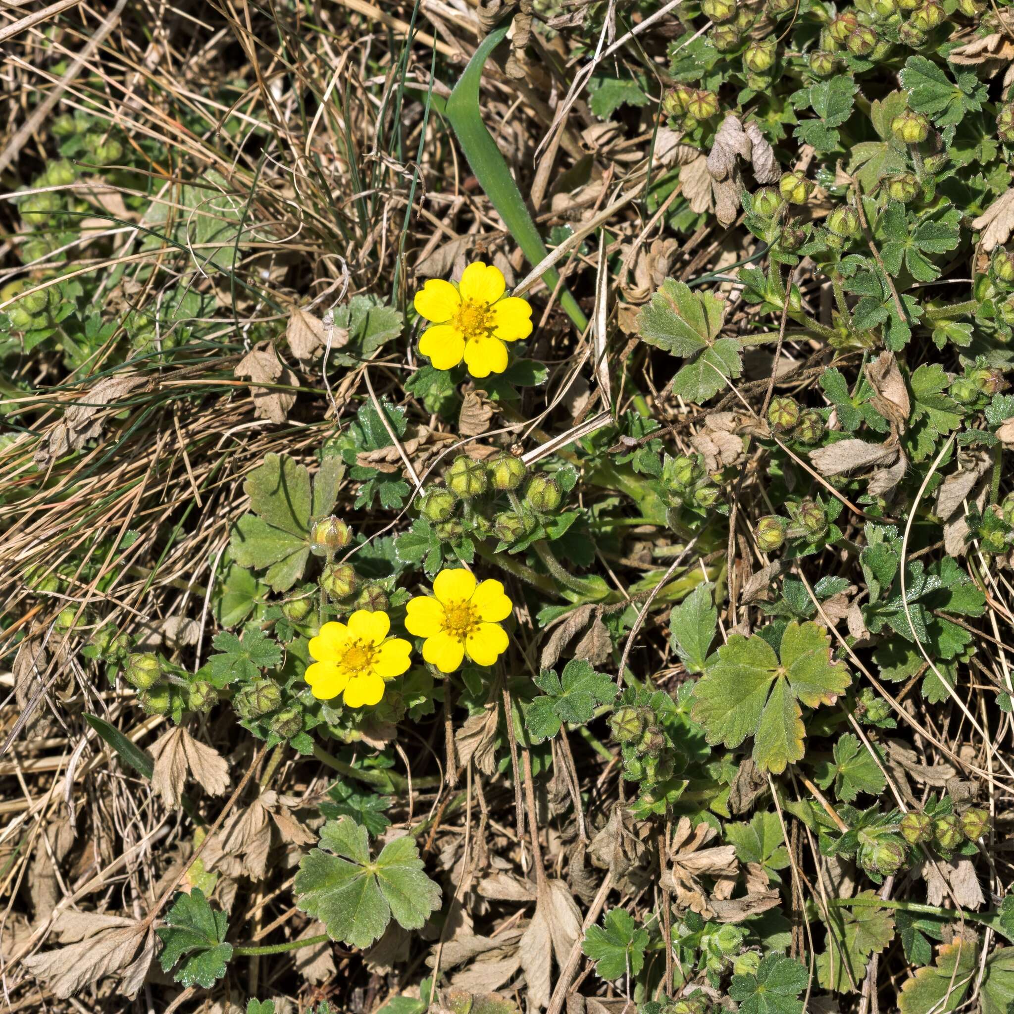 Image of Potentilla incana Gaertn. Mey. & Scherb.