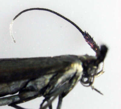 Image of Case-bearer moth