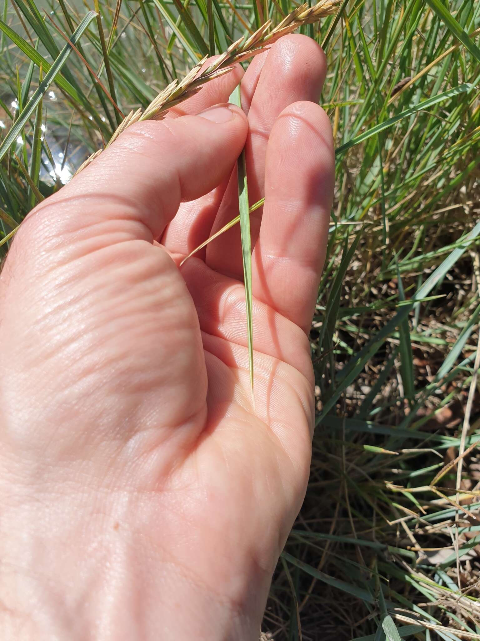 Image of Thinopyrum acutum