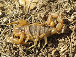 Image of Buthus montanus Lourenço & Vachon 2004