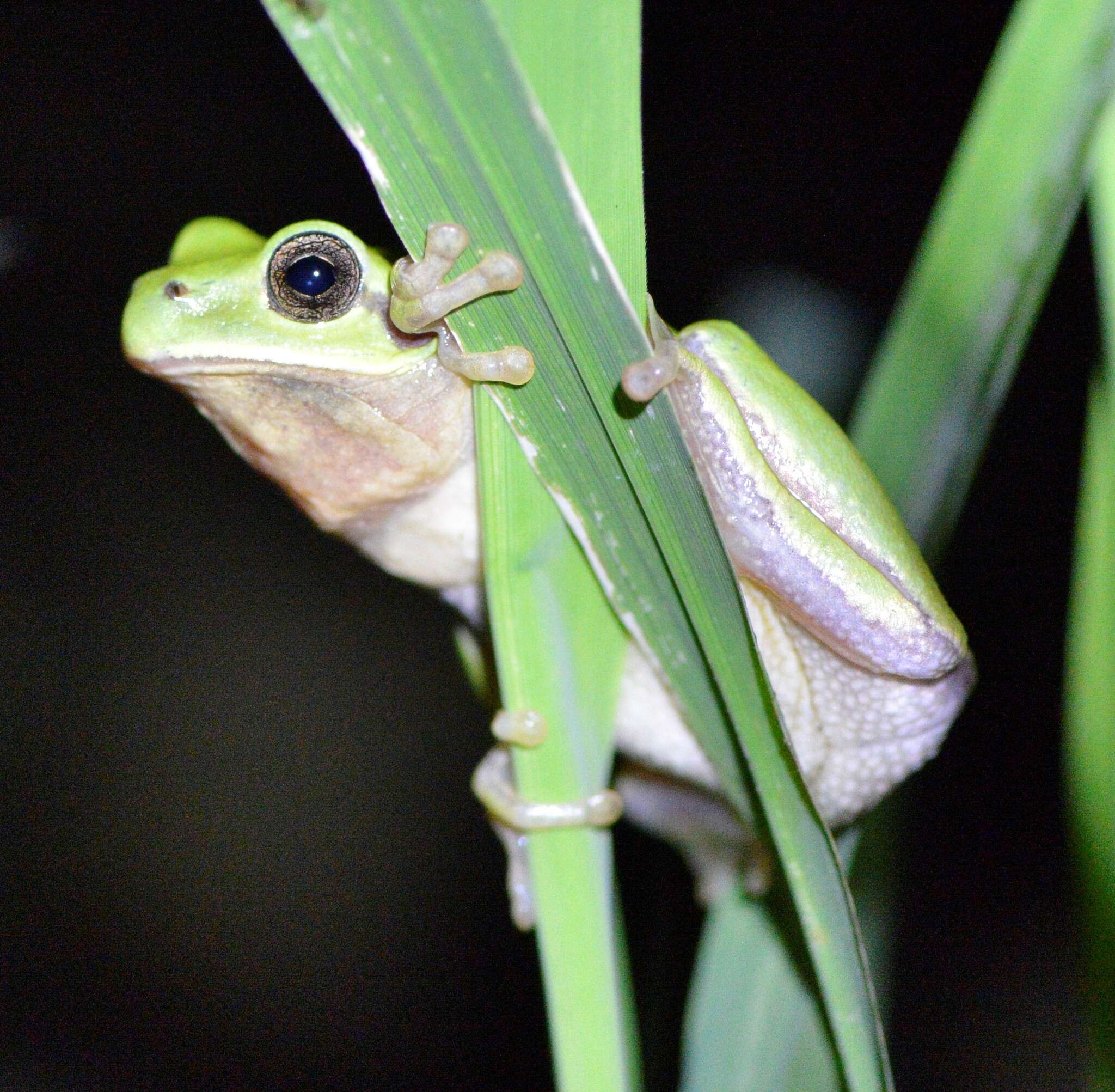Image of Suweon treefrog