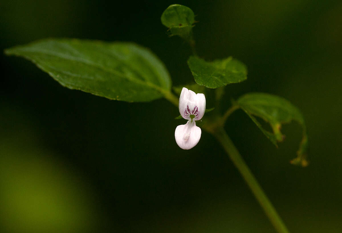 صورة Hypoestes triflora (Forssk.) Roem. & Schult.