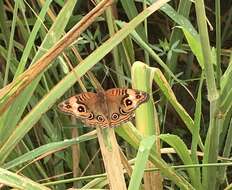 Image of <i>Junonia zonalis</i>