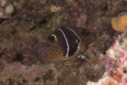 Image of Circle-barred puffer