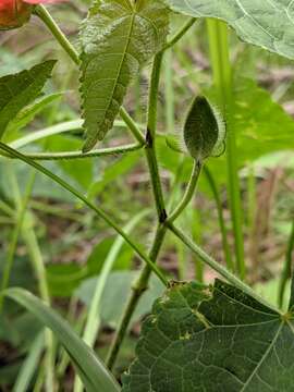 Image of Abelmoschus moschatus subsp. tuberosus (Spanoghe) Borssum Waalkes