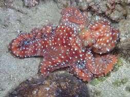 Image of Starry night octopus