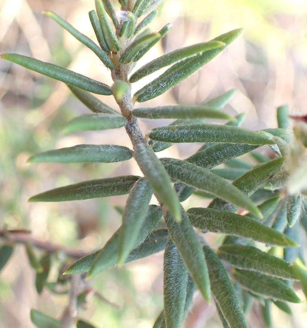 Image de Phylica pubescens var. pubescens