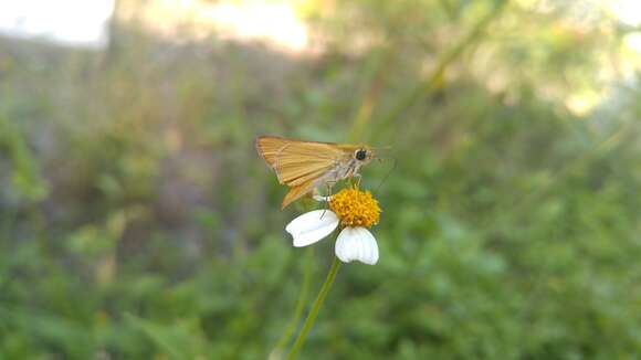 Image of Orange Skipperling