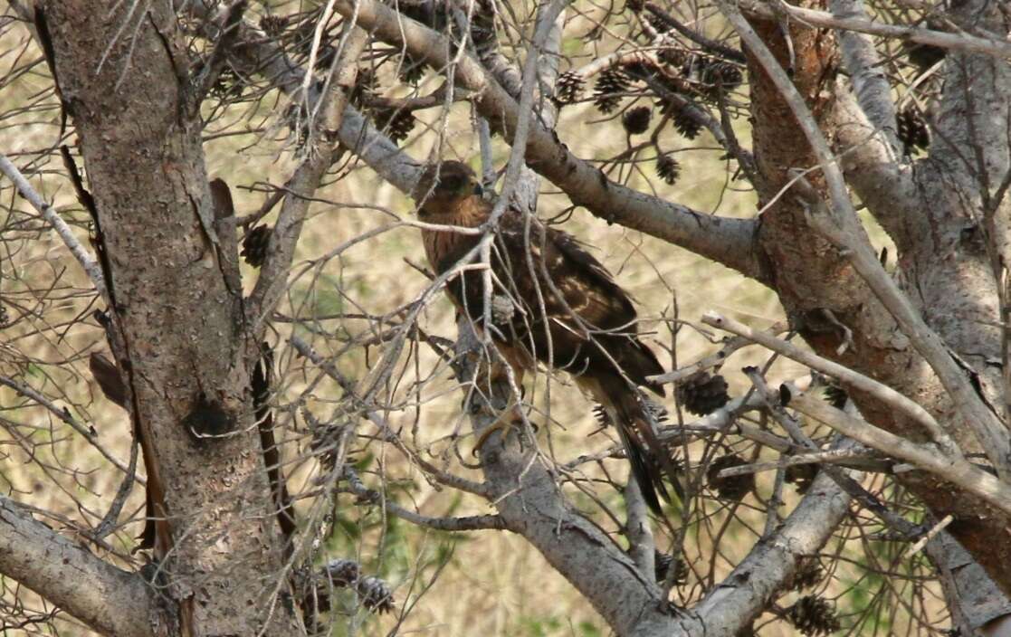 Image of Black Sparrowhawk