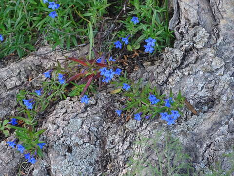 صورة Glandora rosmarinifolia (Ten.) D. C. Thomas