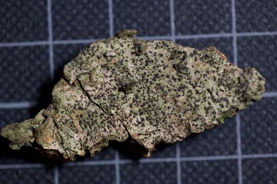 Image of dot lichen