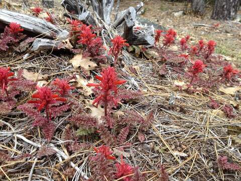 Imagem de Pedicularis aurantiaca (E. F. Sprague) Monfils & Prather