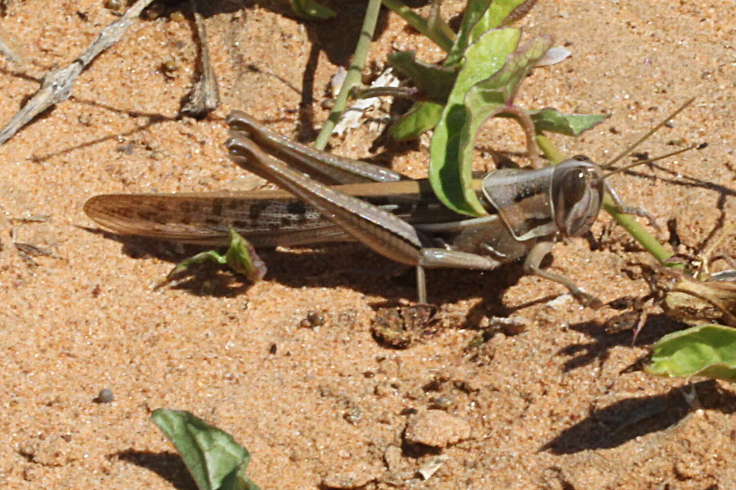 Image of Spur-throated locust