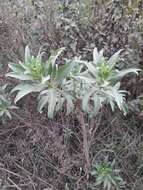 Image de Lobelia polyphylla Hook. & Arn.