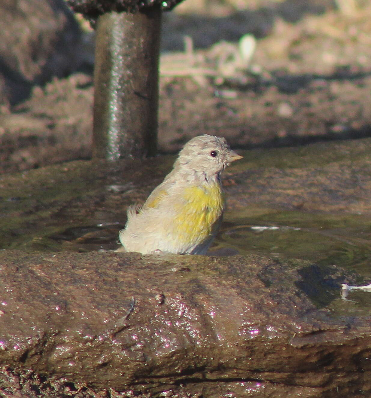 Image of Lawrence's Goldfinch