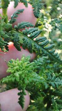 Image of Pedicularis palustris subsp. karoi (Freyn) Tsoong