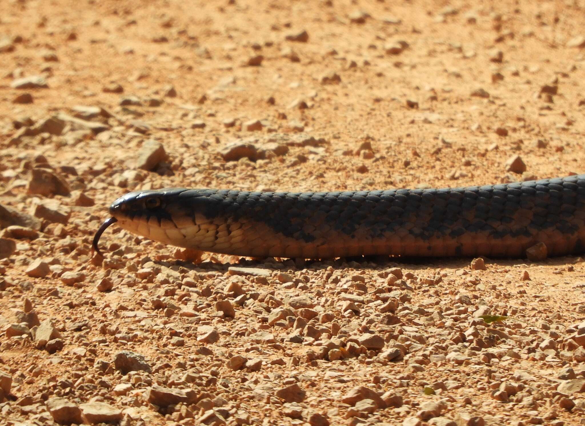 Plancia ëd Drymarchon melanurus rubidus H. M. Smith 1941