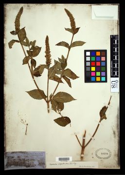 Image of yellow giant hyssop