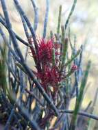 Image of Allocasuarina humilis (Otto & A. Dietr.) L. A. S. Johnson