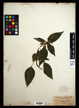 Image of brittlestem hempnettle