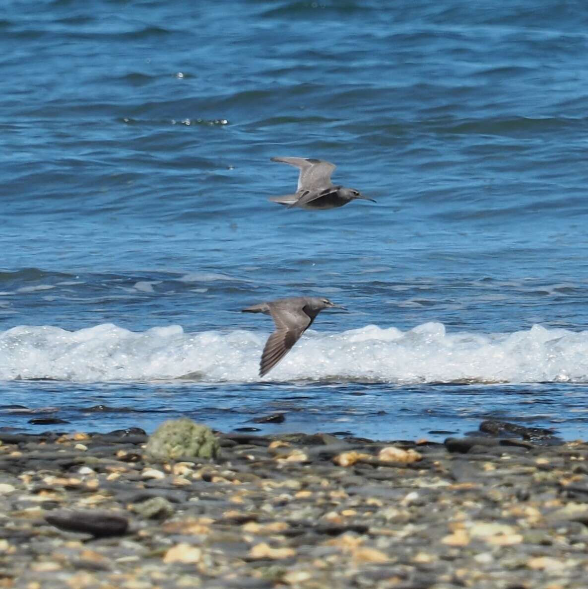 Image of Wandering (Alaskan) Tattler