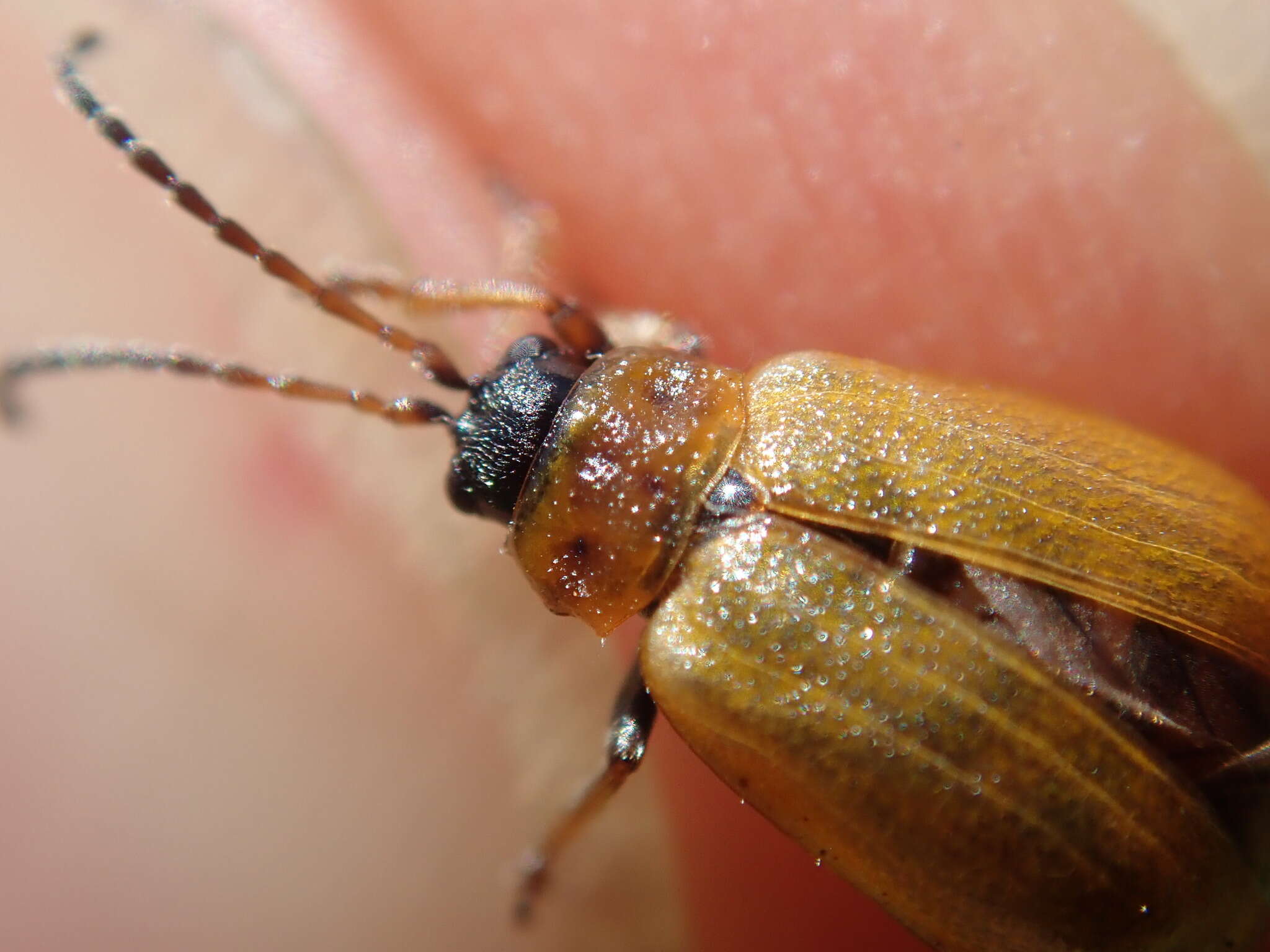 Image of <i>Lochmaea capreae</i>