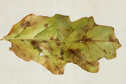 Image of Phyllonorycter lautella (Zeller 1846)