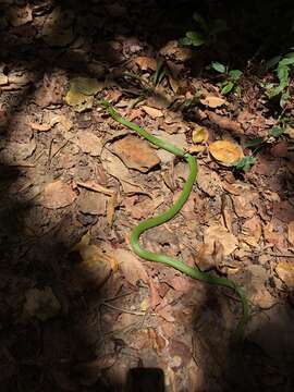 Philodryas olfersii (Lichtenstein 1823) resmi