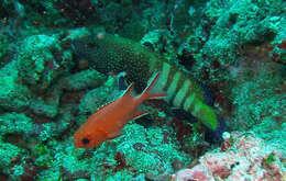 Image of Immaculate Squirrelfish