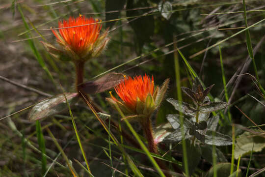 Image of Gomphrena arborescens L. fil.