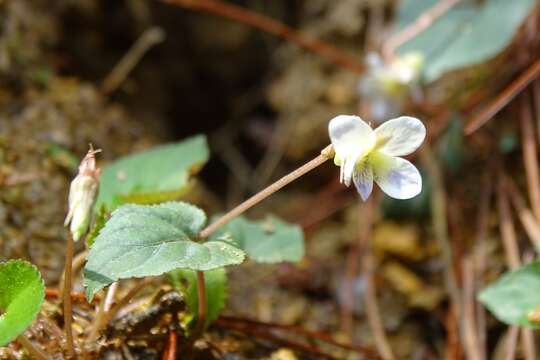 Image of Viola shinchikuensis Yamam.