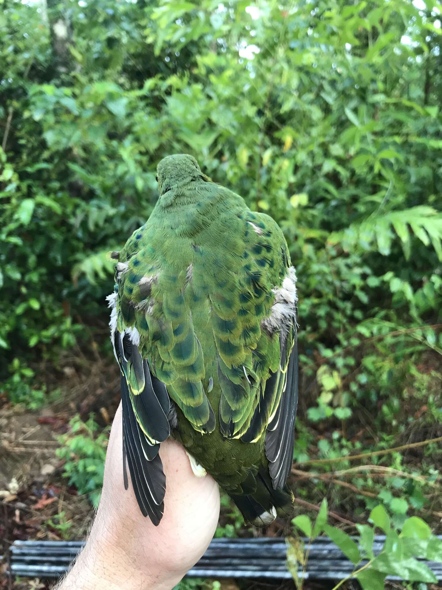 Image of Eastern Superb Fruit-dove