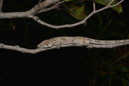 Image of Vieillard's Chameleon Gecko