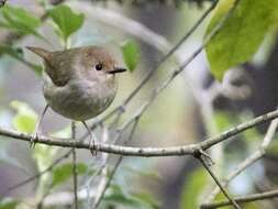 Image of Large-billed Scrubwren