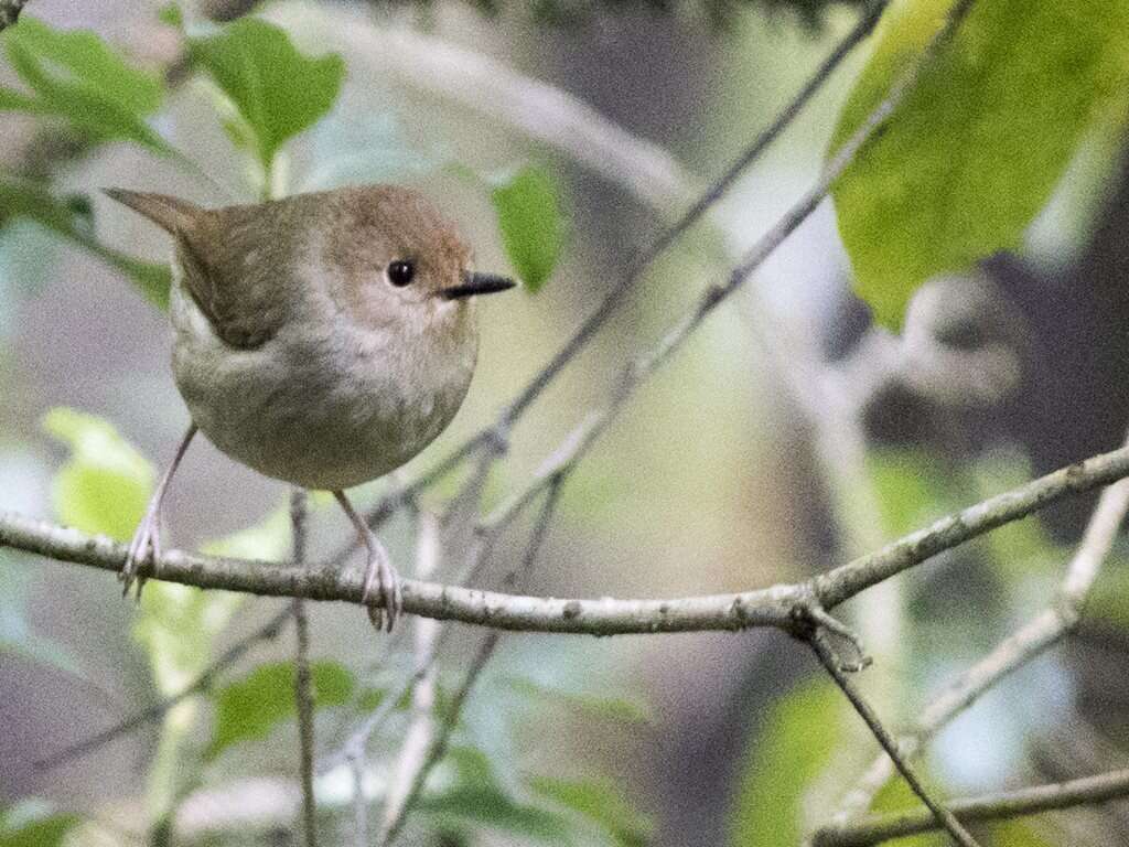 Image of Large-billed Scrubwren