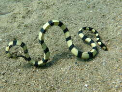 Image of Slender-necked Seasnake