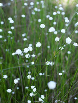 Image of Eriocaulon nudicuspe Maxim.