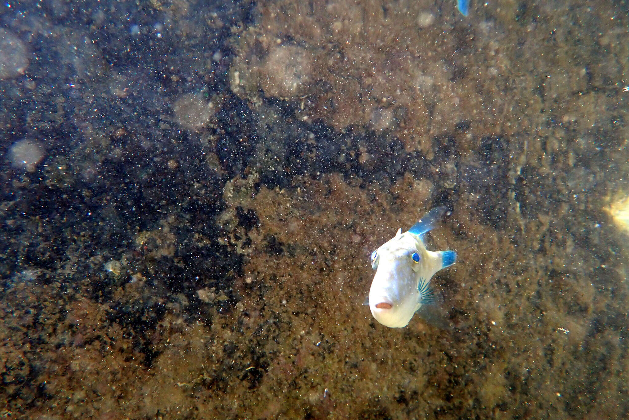 Image of Blue-finned leatherjacket