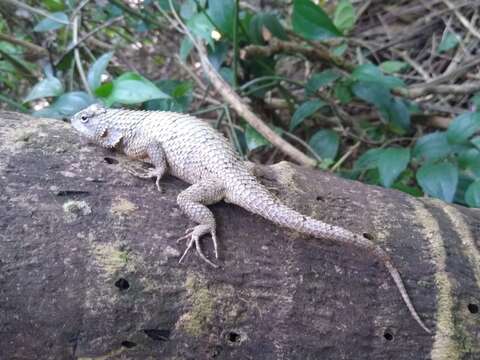 Image of Lundell's Spiny Lizard