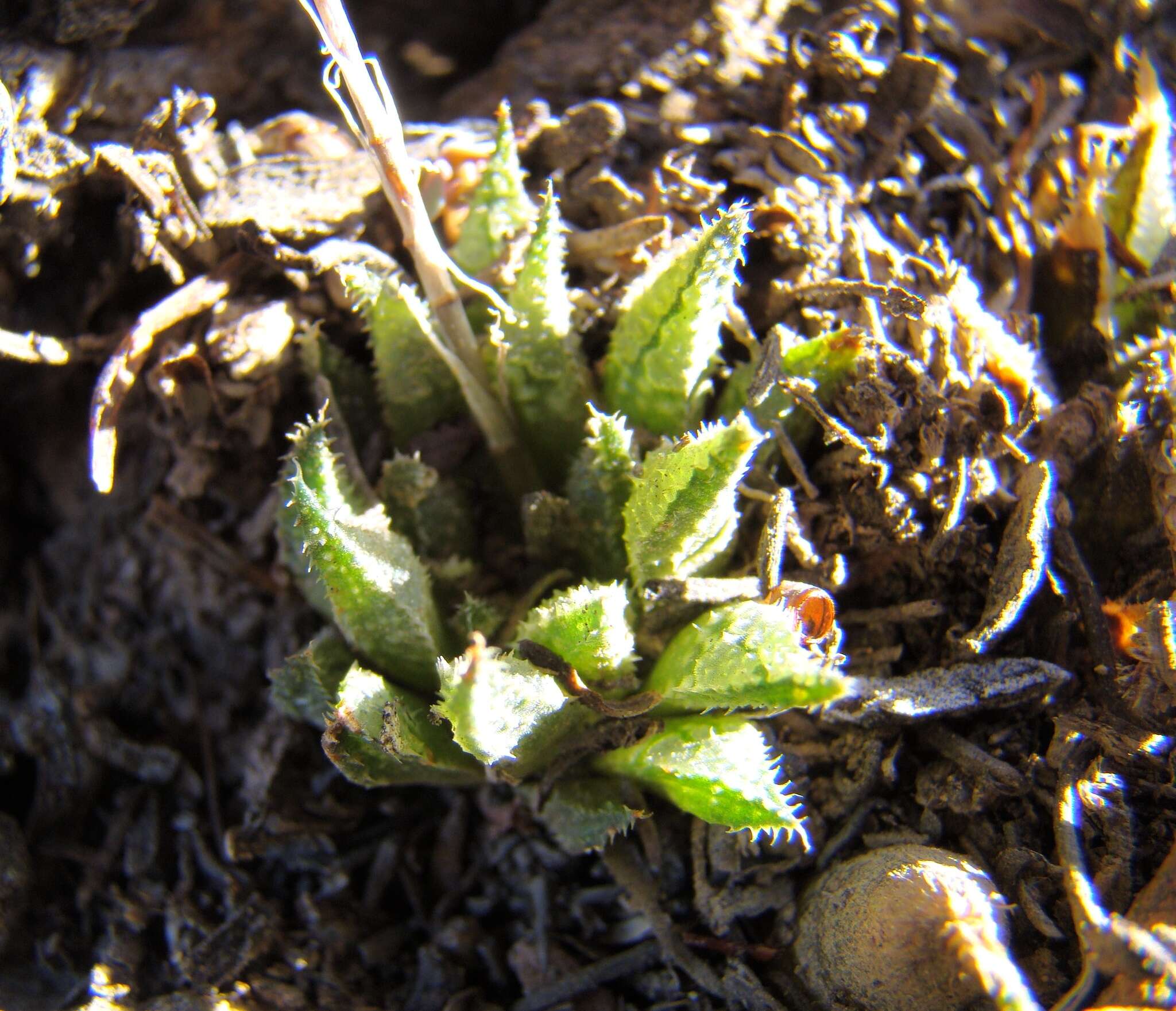 Image of Haworthia maraisii var. maraisii