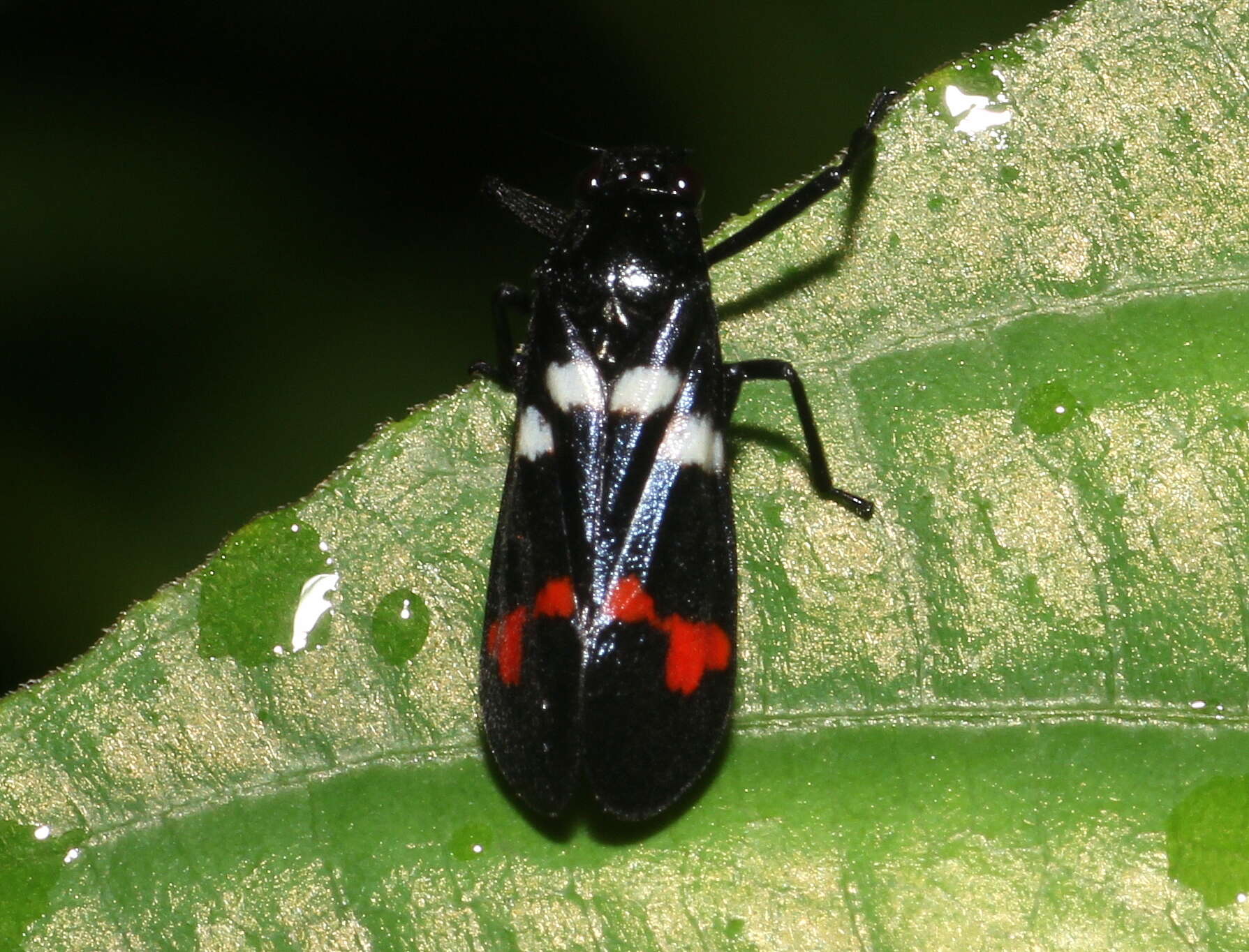 Image of Callitettix versicolor (Fabricius 1794)