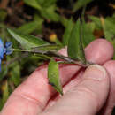 Image of Commelina quitensis Benth.