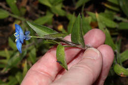 Image of Commelina quitensis Benth.