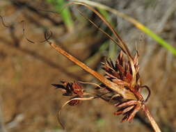 Image of Cyperus usitatus Burch.